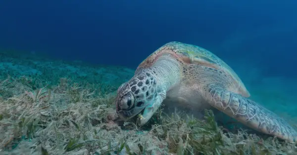 What turtles eat and why they are so important for the ecosystem