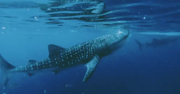 whale sharks in isla mujeres and cancun