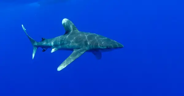 oceanic white tip shark