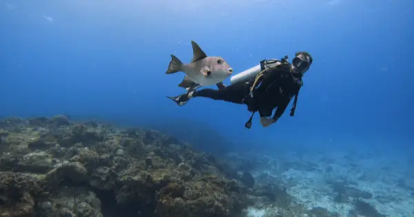 scuba diving in cozumel