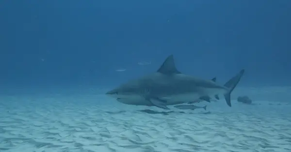 pregnant bull shark in playa del carmen