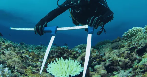 Everything you need to know about scientific diving