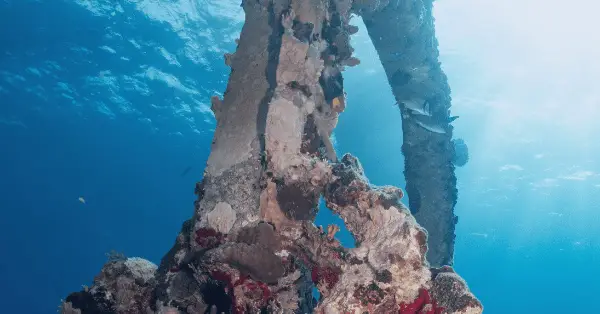 manchones reef dream catcher isla mujeres