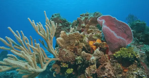paradise reef cozumel