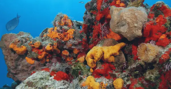 paradise reef in cozumel