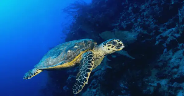 hawksbill turtle in palancar reef cozumel mexico