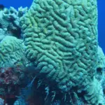 palancar reef dive sites cozumel