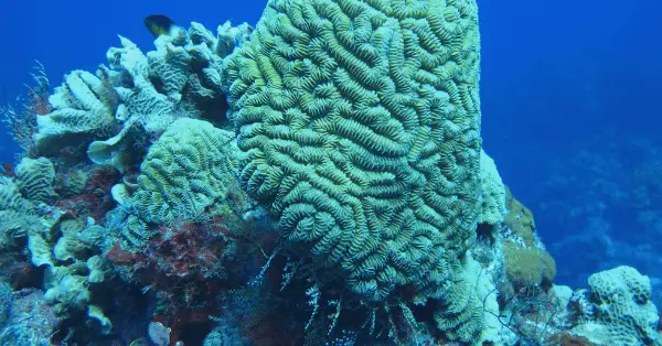 palancar reef dive sites cozumel