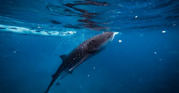 whale shark faq