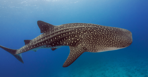 whale shark facts and faqs