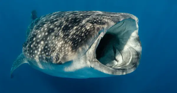 what does a whale shark eat