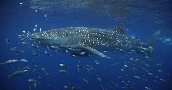 best places to swim and dive with whale sharks