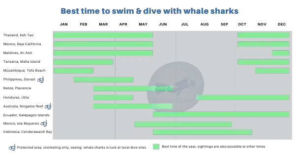best times to swim and dive with whale sharks
