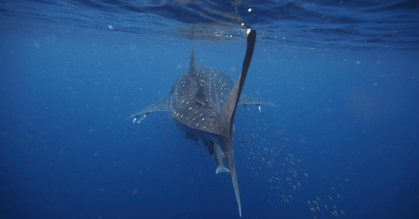 how to approach a whale shark