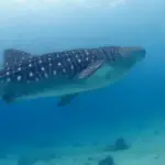scuba diving with whale sharks