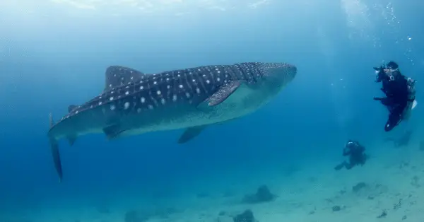 scuba diving with whale sharks