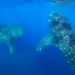 big group of whale sharks in isla mujeres