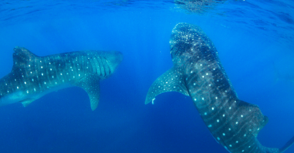 big group of whale sharks in isla mujeres