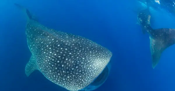 swim with whale sharks isla mujeres