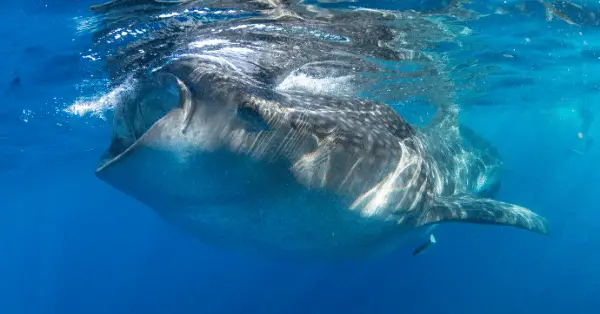 whale shark snorkeling in isla mujeres mexico