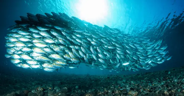 school or shoal of fish
