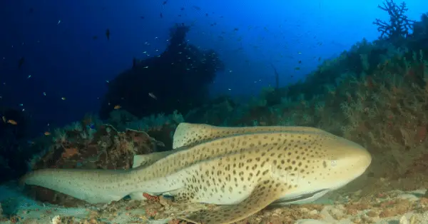 Are there sharks at the Shark Island dive site in Koh Tao?