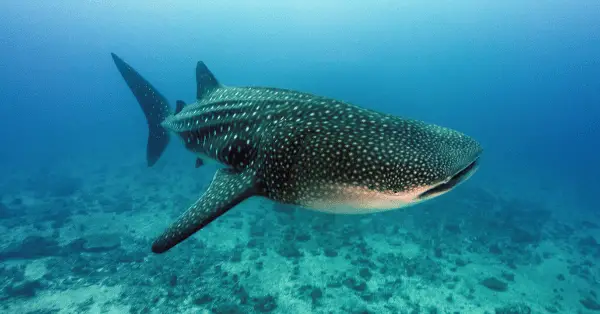 whale sharks in koh tao