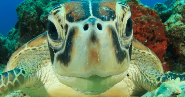green sea turtle koh tao at hin pee wee dive site
