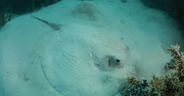 ray in sand at twins dive site
