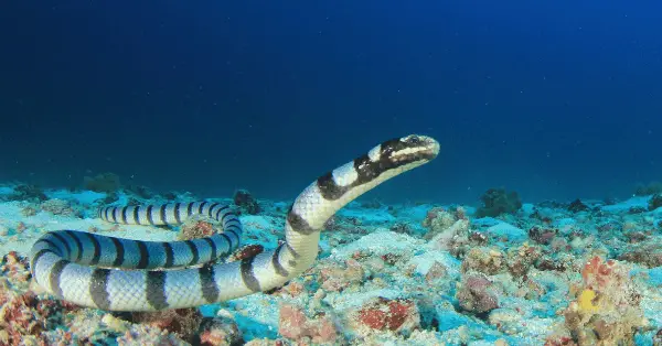 sea snake white rock koh tao