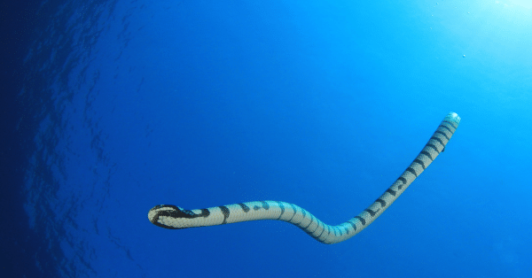phuket sea snake