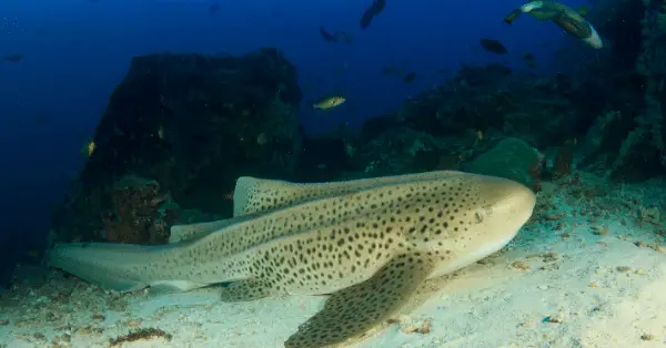 shark point phuket leopard shark