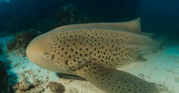 anemone reef leopard shark