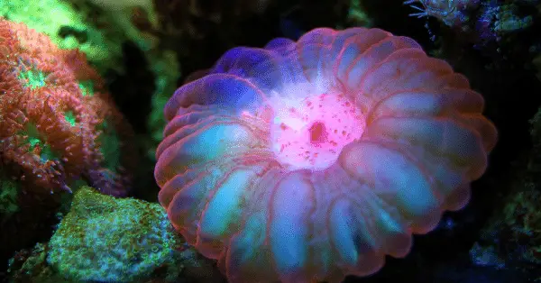 anemone reef