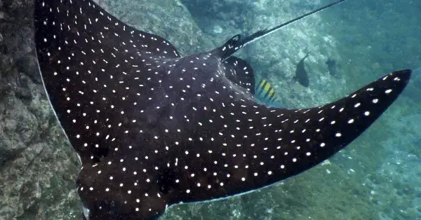 bungalow bay eagle ray