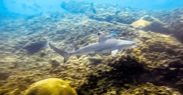blacktip reef shark at home run reef