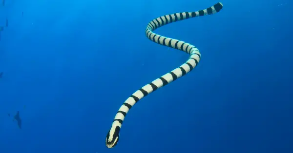 home run reef sea snake