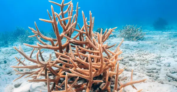 home run reef staghorn coral