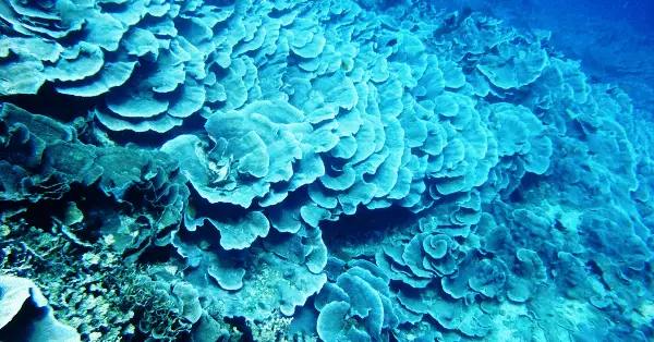 lucys reef hard coral