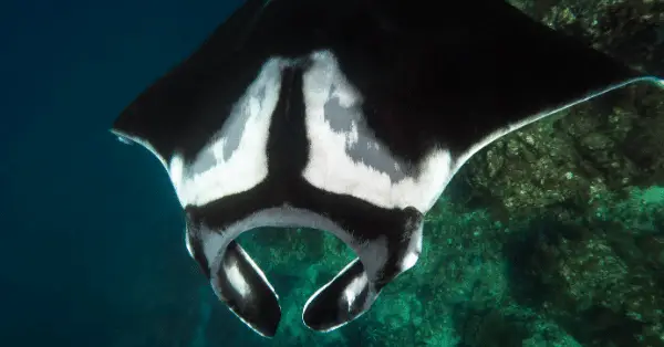 lucys reef manta ray