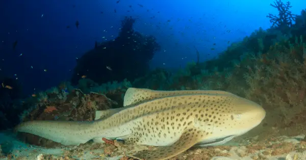 marina bay leopard shark