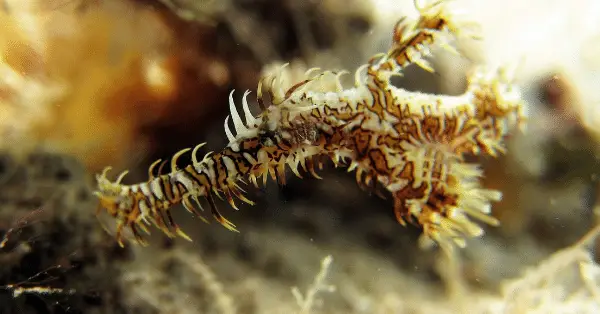 ornate ghoest pipefish racha noi bay