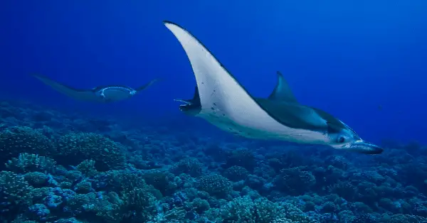 Best dive site to swim with Manta Rays at South Tip in Racha Noi