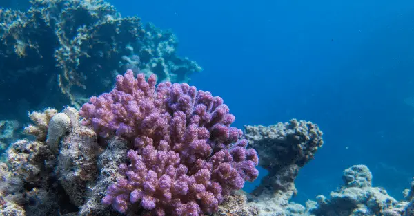 racha noi south tip purple coral reef
