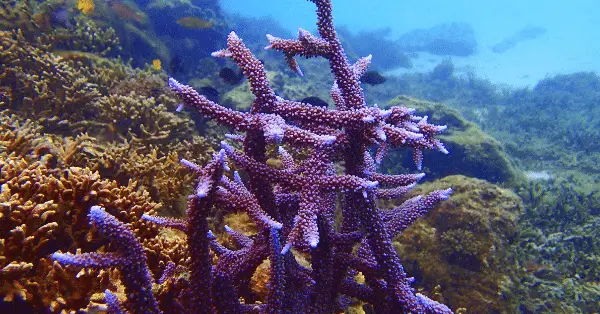 racha noi south tip purple coral