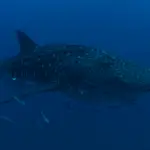 whale shark at sail rock in koh tao