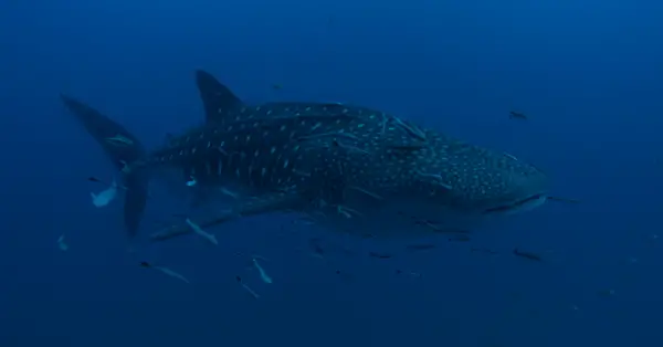 whale shark at sail rock in koh tao