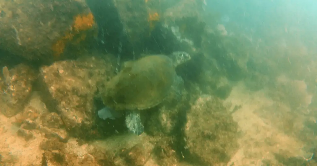 Sea turtle Scuba diving in Rio De Janeiro