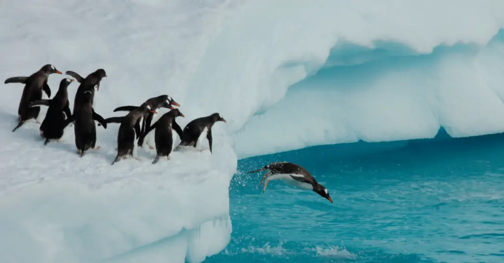 diving with penguins