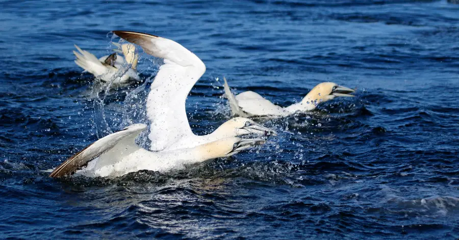 gannets bird swimming